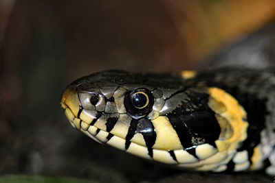 Close-up of snake