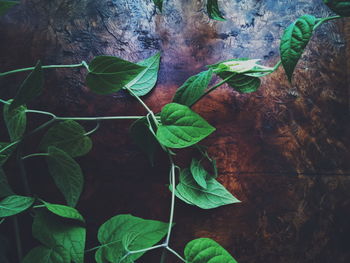 Close-up of leaves against wall