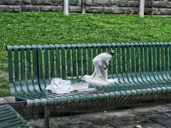 Seagull on bench by leftovers in container at park