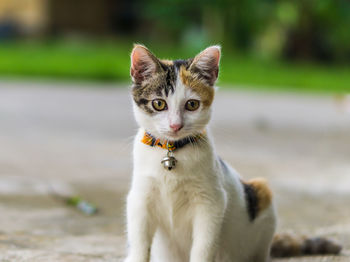 Close-up portrait of cat