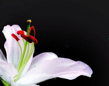 Close-up of pink flower