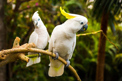 Bird perching on branch