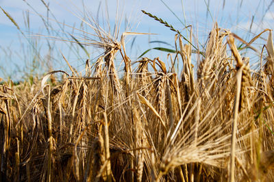 Close-up of wheat plants on field against sky