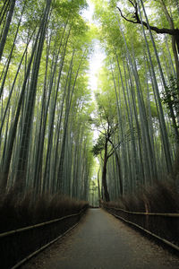 Empty road along trees in forest