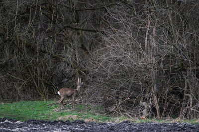 View of deer in the forest