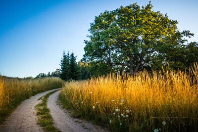 A summer morning landscape with a gravel road in the rural area. countryside dirt road. 