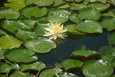 Close-up of water lily in pond