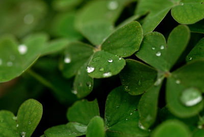 Close-up of raindrops on leaves