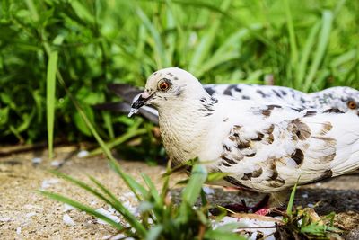 Close-up of bird perching on a plant