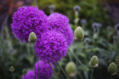 Close-up of purple flowering plant