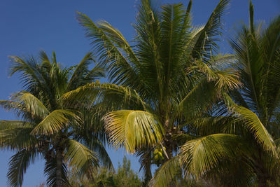 Low angle view of palm trees against blue sky