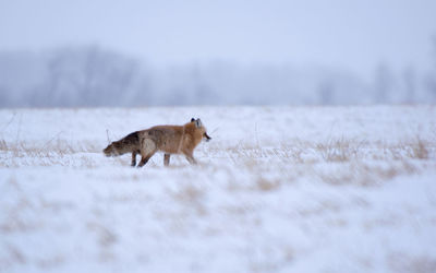 Side view of fox walking on snowy land during winter