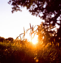 Close-up of fresh plants in field against sunset sky