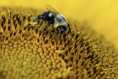 Close-up of bee pollinating on flower