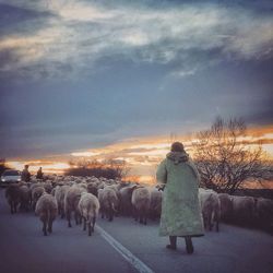 Horse on field against cloudy sky
