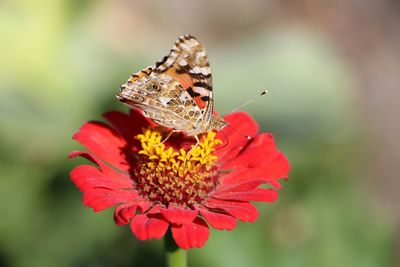 Close-up of butterfly pollinating flower