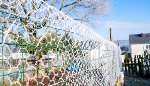 Close-up of plants growing by fence against sky