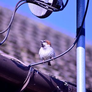 Close-up of bird perching on metal