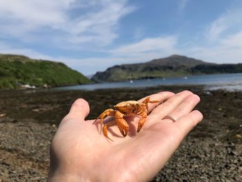 Hand holding crab on beach