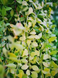 Close-up of fresh green plant