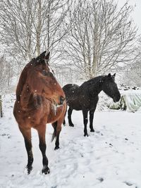 Horses in the snow