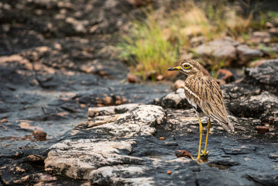 Close-up of bird perching on rock