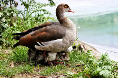 Close-up of duck in lake