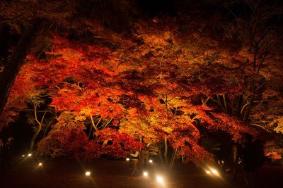 Close-up view of illuminated night