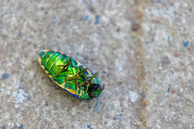 Close-up of insect on rock