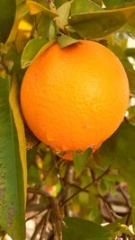 Close-up of fruits on tree