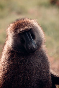 Baboon in kenya