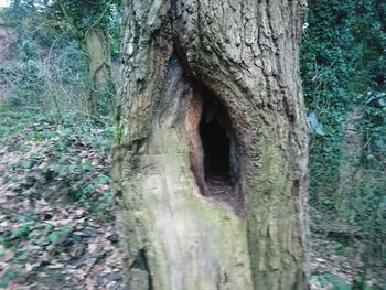 Close-up of tree trunk in forest