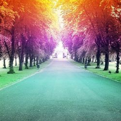 Road passing through forest