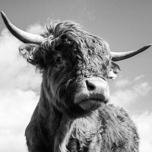 Low angle view of highland cow against sky