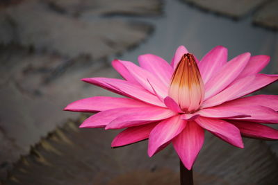 Close-up of pink lotus water lily blooming outdoors