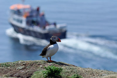 Close-up of seagull perching on sea shore