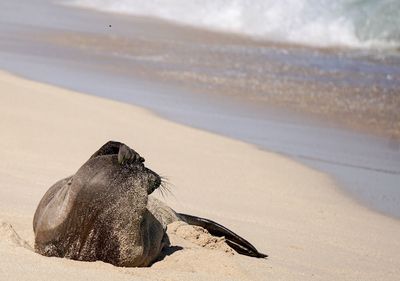 Close-up of seal on sand at beach against sky