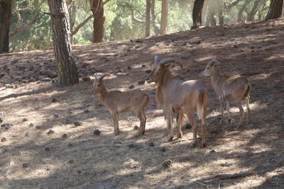 Goat with kid on field