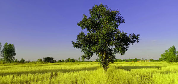 Tree on field against clear sky