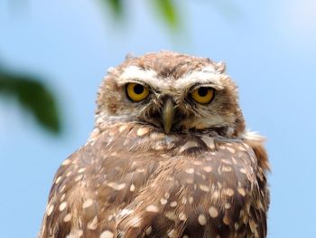 Close-up portrait of owl