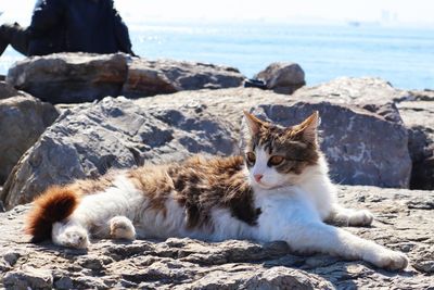 Close-up of cat sitting at beach