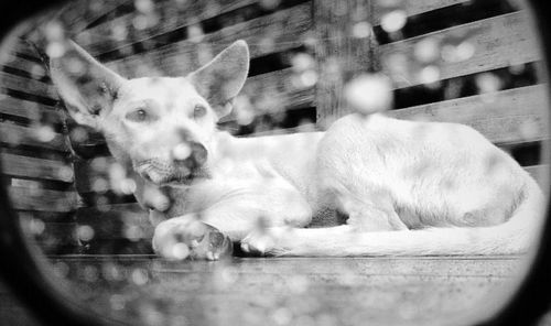 Dog resting on ground