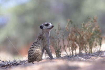 Close-up of meerkat