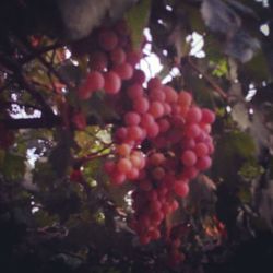 Close-up of cherries on tree