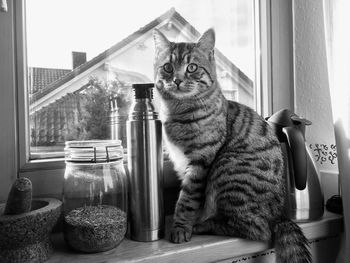 Portrait of cat sitting on window sill