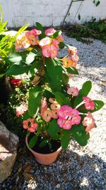 Close-up high angle view of plants