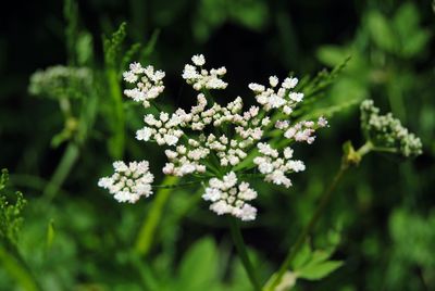 Close-up of flowers blooming outdoors