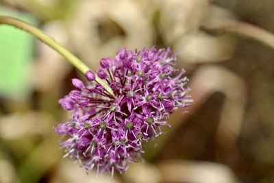 Close-up of purple flowering plant