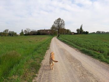 Dog on dirt road amidst field against sky