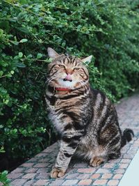 Portrait of tabby cat sitting outdoors